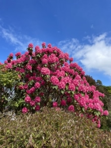 Connemara flora