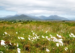 Connemara flora