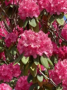 Connemara flora