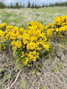 Connemara flora