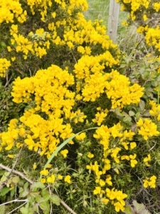 Connemara flora