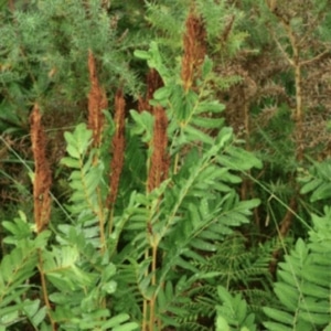 Connemara flora