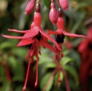 Connemara flora