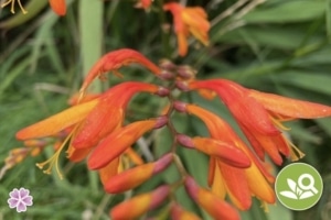 Connemara flora